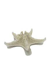 sea shell Starfish