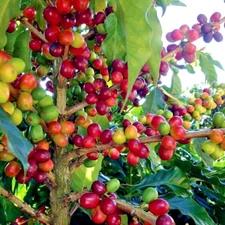 10 Coffea arabica Seeds Tropical EXOTIC Coffee Bean Indoor House Plant Tree RARE