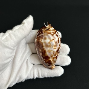 Zoila friendii friendii Friend's/Scott's Cowry 70.5mm, Australia cowrie seashell