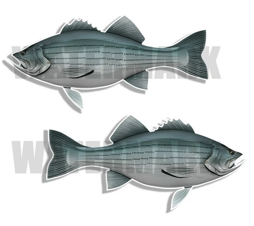 Striped Bass Decals Fish Stickers Tackle Box RV Truck Trailer AFP-0120v2