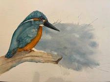 Watercolor - Colorful Kingfisher Bird