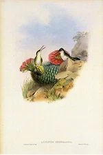 1990 Vintage HUMMINGBIRD #290 "WHITE BREASTED LEUCIPPUS" GOULD Art Lithograph