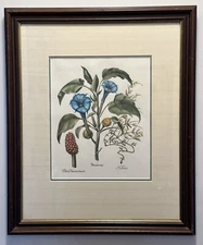 Stramonia Italian Fiorenza Floral Botanical Hand-Colored Engraving Framed Print