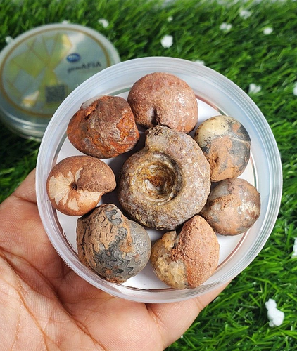 8 Stück Spezialkörbe Konvolut Paket ganzer Perm Ammonit Fossil Weichtiere - Bild 5 von 11