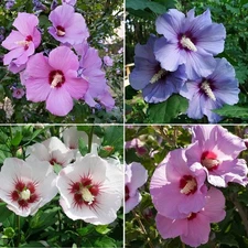 100+ Rose of Sharon Flower Fresh Organic USA Grown Seeds, Mixed Colors