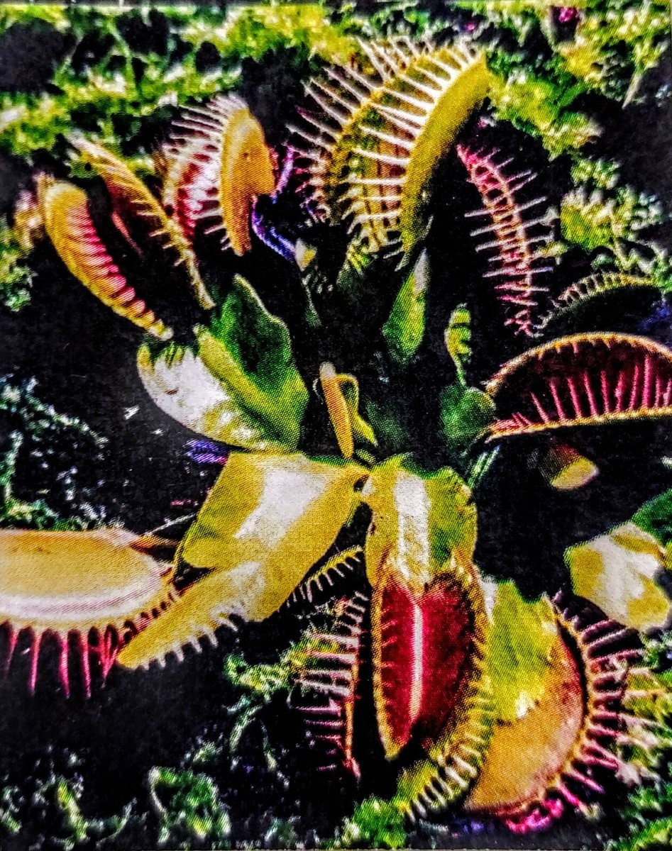 500 Bare Root Venus Flytrap Dionaea Muscipula Message 4 small