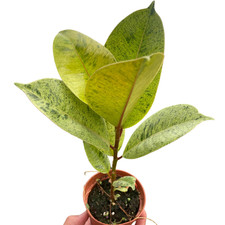 Ficus 'shivereana' Moonshine Live Plant for Indoor Outdoor
