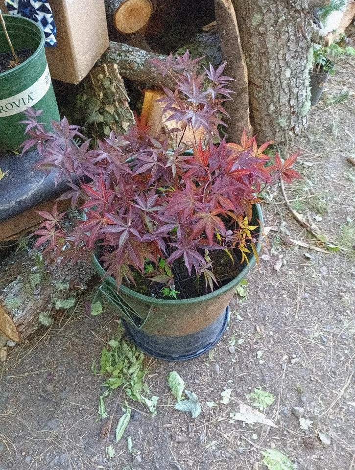 40 Bloodgood Japanese Maple  - Image 2 of 3