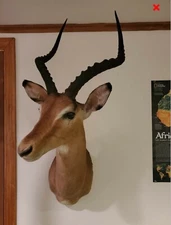 African Impala Taxidermy Shoulder Mount museum condition