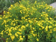 St John's Wort herb plant 9cm pot FREE DELIVERY