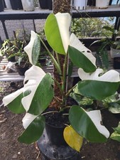 Real Picture Monstera Albo Halfmoon 8 Leaves Rare Plant