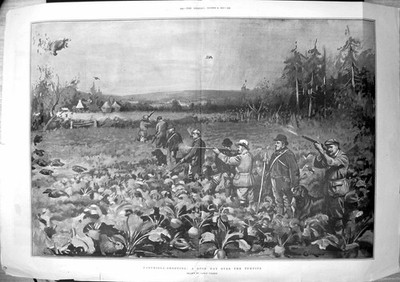 Antiker alter Druck Rebhuhn Schießen Guten Tag über Rüben Lanze Calkin 1902