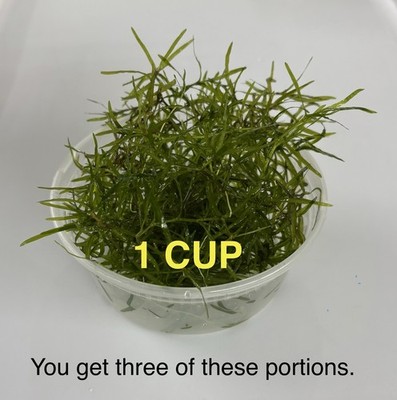3 Cups Guppy Grass Live Aquarium Plant Free Shipping USA Grown Vibrant Green