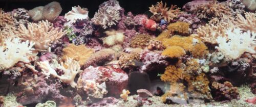 poster fond d aquarium decor double face  eau de mer 40 x 30 cm   - Afbeelding 1 van 2