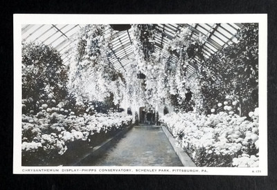 Chrysanthemum Display Phipps Conservatory Schenley Park Pittsburgh PA
