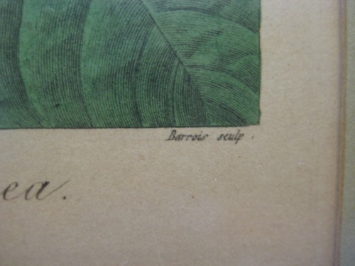 Vtg Voldameria Coccinea/Volkamier Ecarlate, P, Bessa Pinx, Barrois Sculp Print - Picture 6 of 10