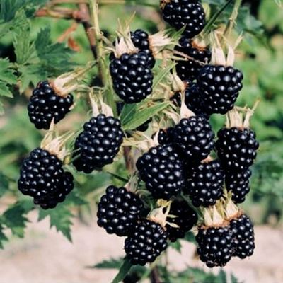 Rovo Comune (Rubus Ulmifolius) – Ecomuseo Martesana - Foto 8