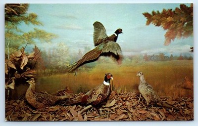 Ring Necked Pheasants in the Call of the Wild Museum - Gaylord MICHIGAN Postcard