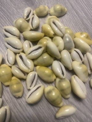 100 Small Money Cowries All Under 1  All Natural Money Cowries