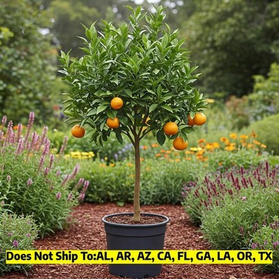 fig plants for sale Design your living room Indoor Space with a Hand Crafted Ficus Lyrata Tree  Like Form Single main image 1