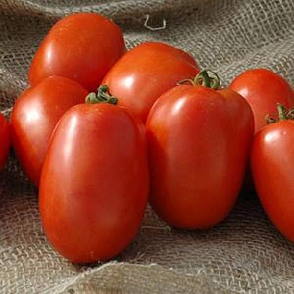 Pony Express Tomato Seed | eBay