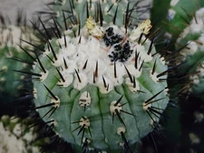 Copiapoa cinerea var columna alba- 20 Seeds AB