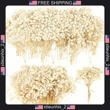 Dried Baby's Breath Flowers 100 Pcs Ivory White 6 Inch for Wedding Crafts