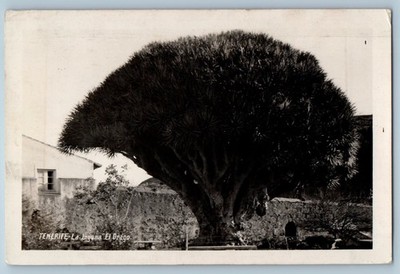 Tenerife Canary Island Spain Postcard La Laguna El Drago c1930's RPPC Photo