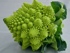 Romanesco Italia Broccoli 100 - 1000 Seeds Fractal Natalino Brocoflower RARE