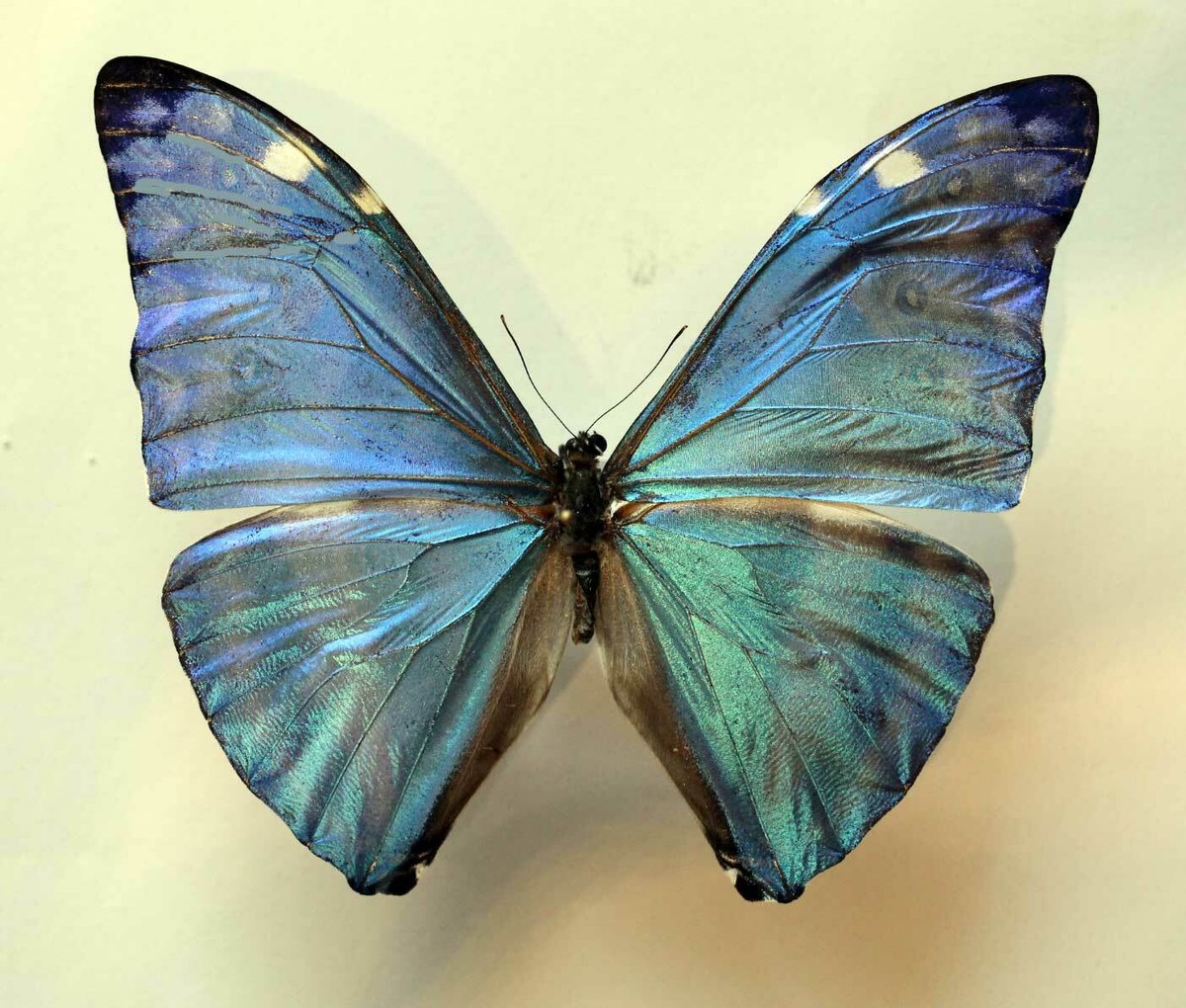 MORPHO MARCUS (= ADONIS) HUALLAGA - unmounted butterfly | eBay