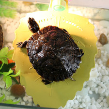 Turtle Terrace Basking Platform Small or Amphibian Turtle Frog Crab and Tank ...