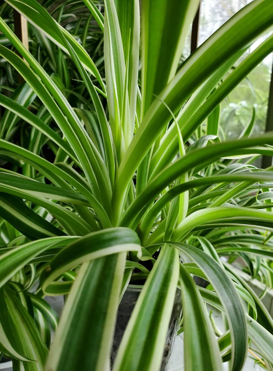 Reverse Spider Plant