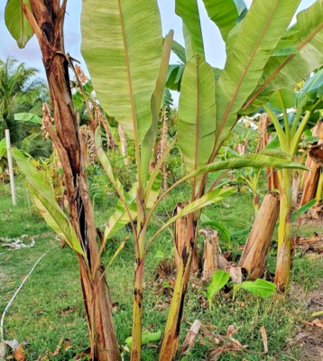 garten des lebens saatgut BIO Saatgut Hohe Polsterstudentenblume – Biogartenladen main image 1