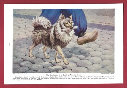 1943 Dog Print Illustration ~ KEESHONDEN ~Netherlands breed ~Art by Walter Weber
