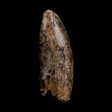 1.1" Tyrannosaurus Rex Fossil Tooth Hell Creek Cretaceous Dinosaur COA Display