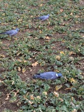 Pigeon des bois Silhoutte x6 avec piquets