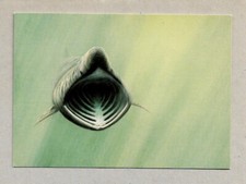 ISLE OF MAN VINTAGE POSTACARD BASKING SHARK -