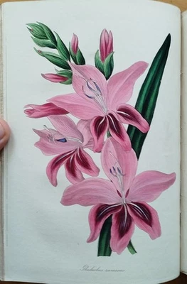 Paxton Magazine of Botany Botanik Pflanzen 48 kolorierte Tafeln Vol. VI - 1839 - Bild 1 von 4