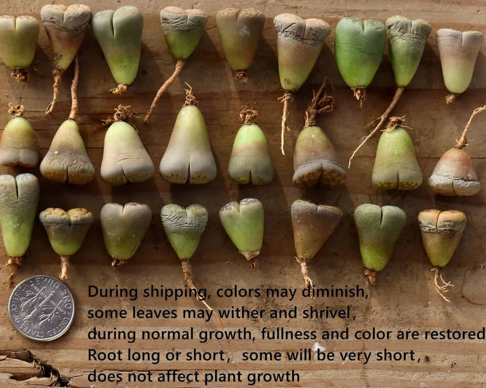 Plant - Lithops 10 plants MIX Randomly（0.5 inches）Living Stone - Image 3 of 4
