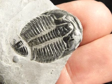Elrathia TRILOBITE Fossil From Cambrian Utah 100% Natural 3.19 *C