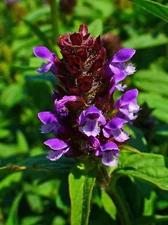 1000 Allheal Seeds - Prunella vulgaris - Medicinal Herb - Heal All