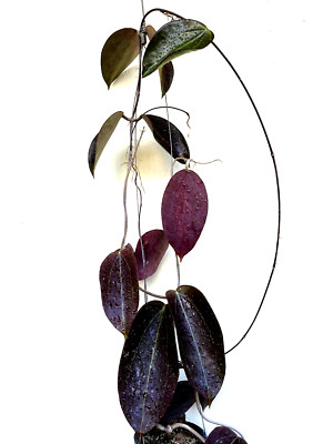 Hoya verticilata black magic  big  leaves  10-20   well rooted .