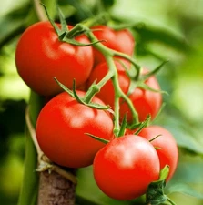 50 - Tomato Seeds - Fresh New Harvest of Premium - Sweet Campari - A 18
