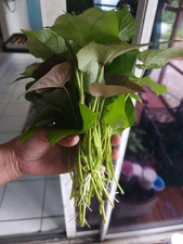 10 Okinawa Purple Sweet Potato Slips -Cuttings - organically grown - Khoai Lang