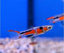 pesci tropicali Endler Campona 28