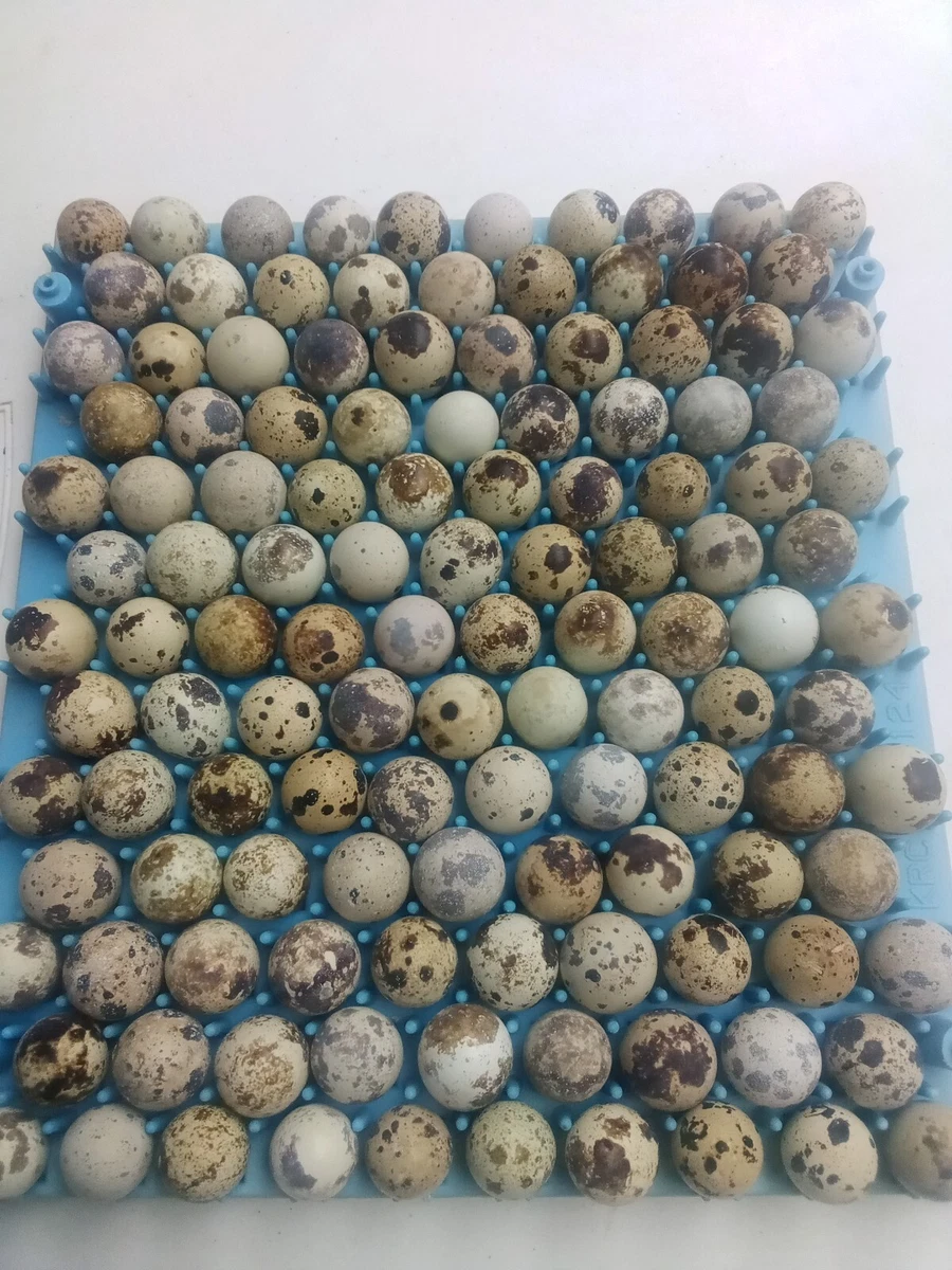 Pharaoh Coturnix Quail Hatching Eggs, 56 OFF