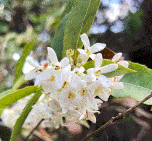 OSMANTHUS OIL (Please read the Item description before purchasing this oil)
