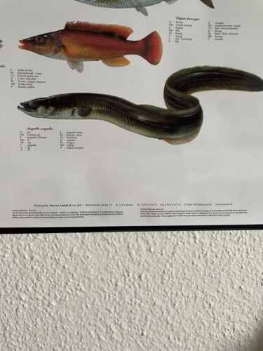 Poster Fische Meeresfische 70x100 Bildung Lernposter Biologie - Bild 3 von 3