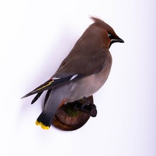 Taxidermy Japanese Waxwing Wall mount Bird Real Stuffed Animal Hunt Lodge Decor