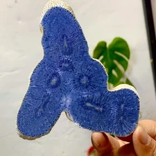 107G Natural Blue Coral Reef Cluster Marine Mineral Crystal Specimen